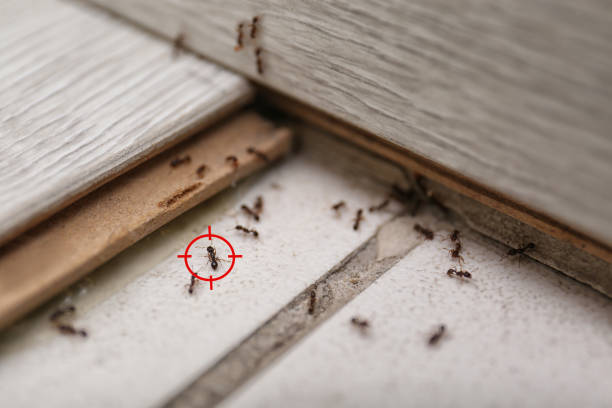 Best Commercial Pest Control Services  in Jackson, MN