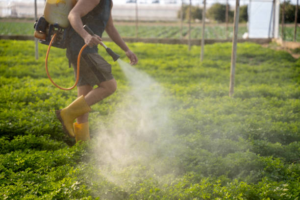 Best Local Pest Control Services  in Jackson, MN