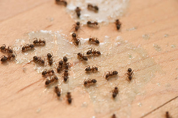 Best Emergency Pest Control  in Jackson, MN
