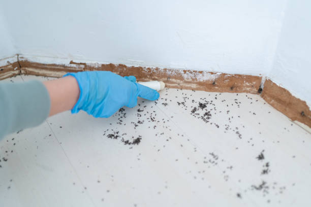 Best Emergency Pest Control  in Jackson, MN